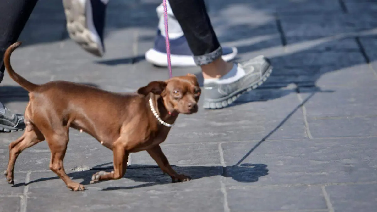 perro perrito 1